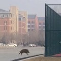 캠퍼스에서 뛰어 다니는 멧돼지, 배달음식까지 훔쳐 먹어