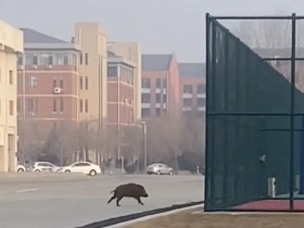 캠퍼스에서 뛰어 다니는 멧돼지, 배달음식까지 훔쳐 먹어