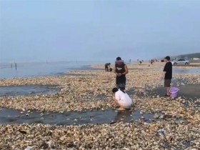 해변가에 '생굴대'(生蚝带)가 나타나, 어떤 사람은 50키로 넘게 주어