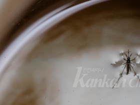 中 모 지역에서 치명적 병례 보고, 코로나 바이러스 2차 감염으로 오진하기 쉬워