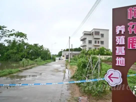 광동 마오밍(茂名) 모 마을 양식장에서 약 69마리 악어 탈출