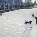 광저우에서 길러서는 안되는 반려견 발표! 핏불독, 티베트오마견, 로웨나견 등 대형견 포함