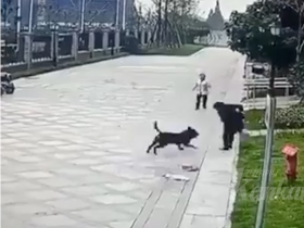 광저우에서 길러서는 안되는 반려견 발표! 핏불독, 티베트오마견, 로웨나견 등 대형견 포함