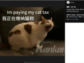 틱톡난민' 유입에 中네티즌 유머로 환영…'고양이 세금' 요구