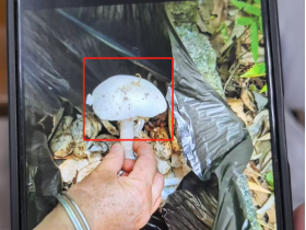 "산해진미" 한 그릇이 6명을 쓰러뜨려! 야생독버섯 조심해야
