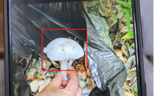 "산해진미" 한 그릇이 6명을 쓰러뜨려! 야생독버섯 조심해야